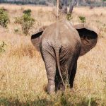 Hors pistes tanzanie : les parcs secrets à découvrir avant tout le monde